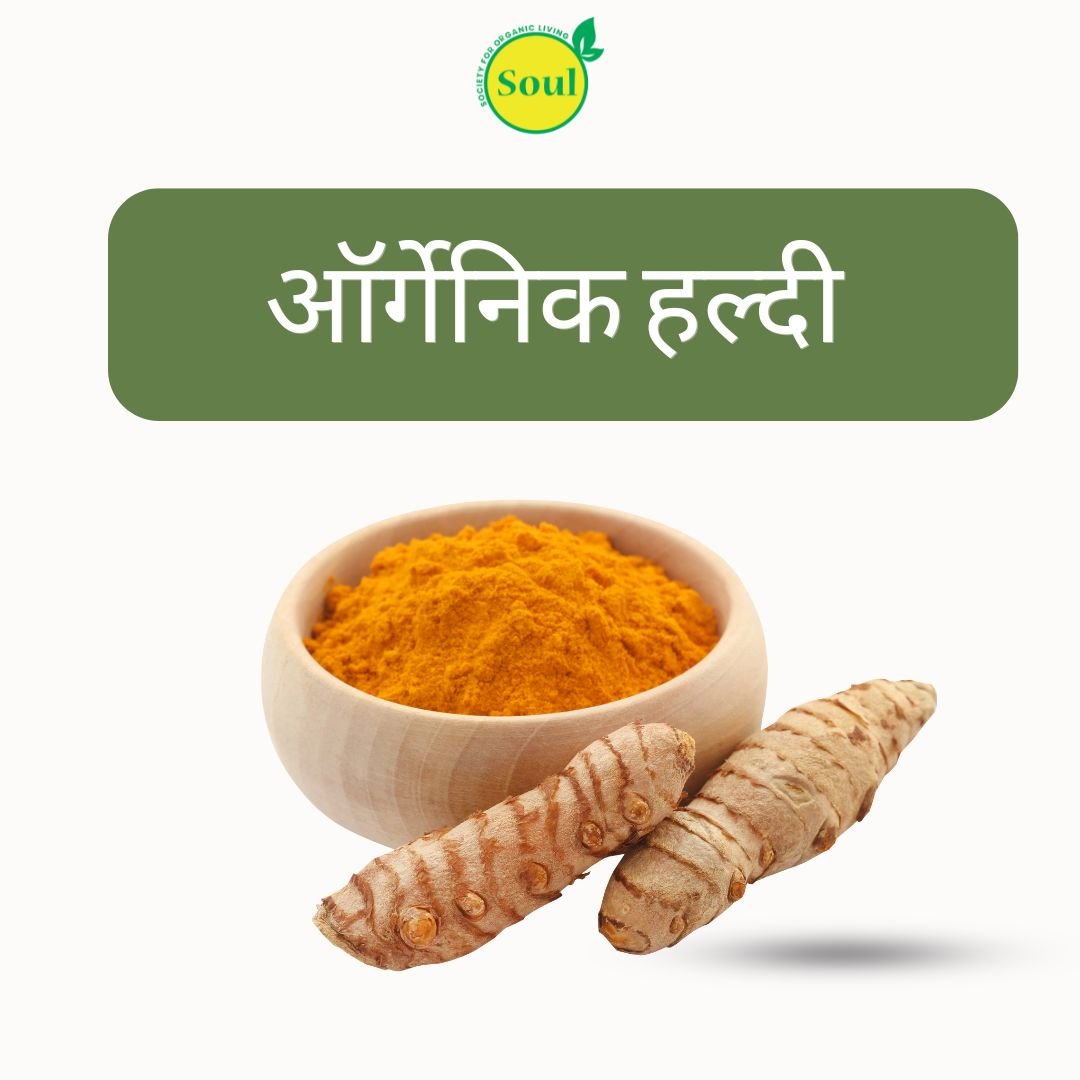 Organic Haldi | Turmeric Seeds by Bala Chander - SOUL SOCIETY FOR ORGANIC FARMING