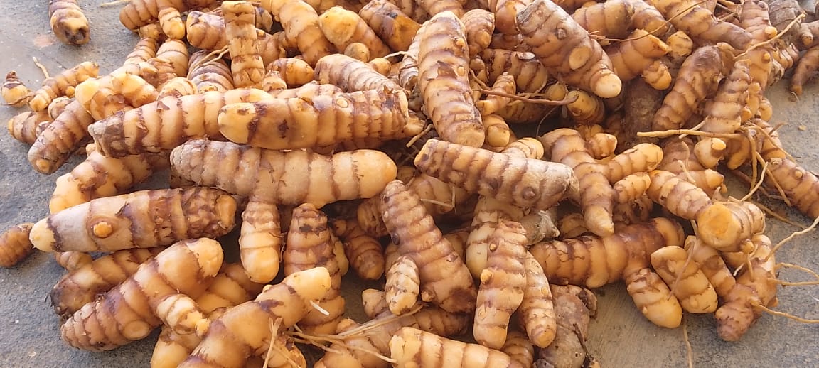 Organic Haldi | Turmeric Seeds by Bala Chander - SOUL SOCIETY FOR ORGANIC FARMING