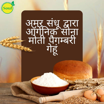 Organic Sona Moti Pagambari Wheat by Amar Sandhu - SOUL SOCIETY FOR ORGANIC FARMING