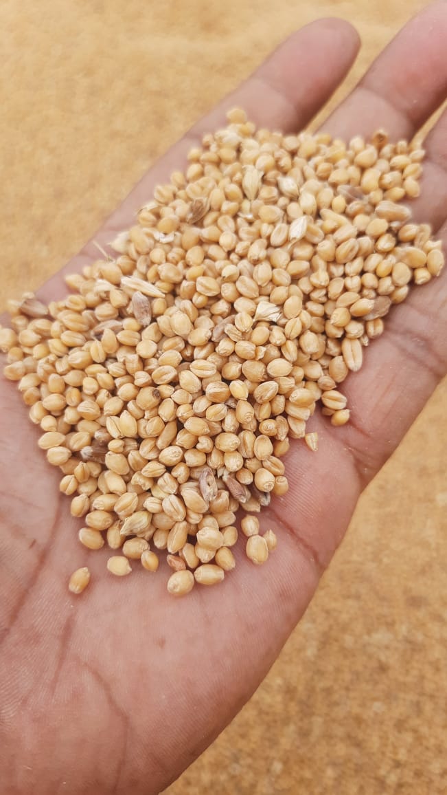 Organic Sona Moti Pagambari Wheat by Amar Sandhu - SOUL SOCIETY FOR ORGANIC FARMING