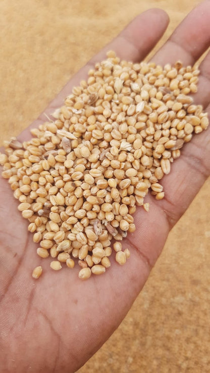 Organic Sona Moti Pagambari Wheat by Amar Sandhu - SOUL SOCIETY FOR ORGANIC FARMING