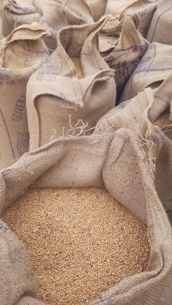 Organic Sona Moti Pagambari Wheat by Amar Sandhu - SOUL SOCIETY FOR ORGANIC FARMING