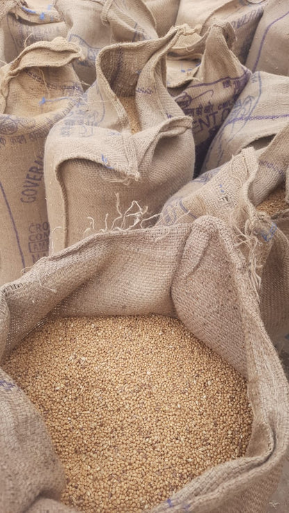 Organic Sona Moti Pagambari Wheat by Amar Sandhu - SOUL SOCIETY FOR ORGANIC FARMING