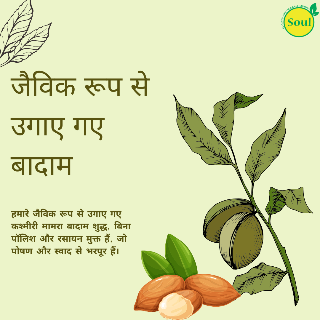 Organically Grown Almond | Badam Kashmiri Mamra - SOUL SOCIETY FOR ORGANIC FARMING