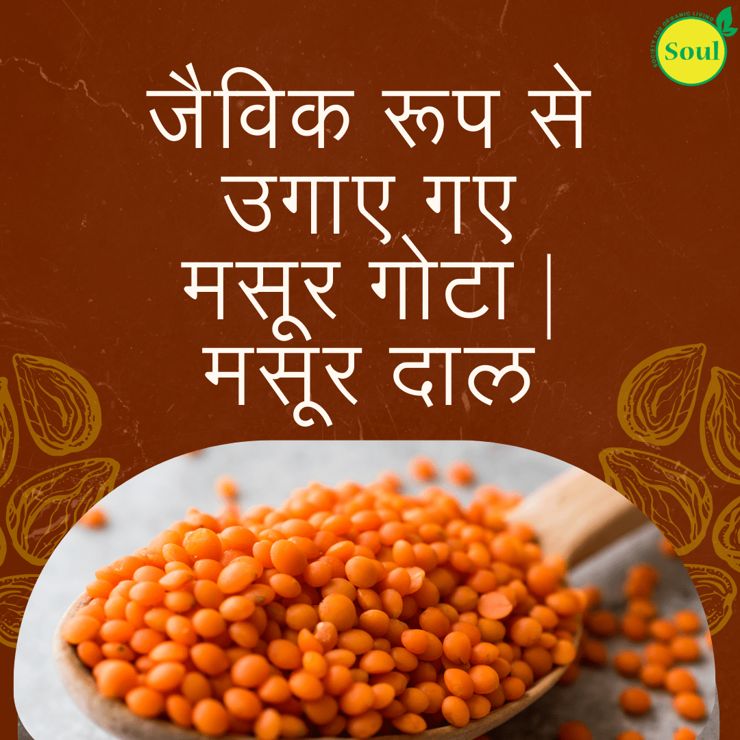 Organically Grown Masoor Malka | Masoor Gota | Red Lentil - SOUL SOCIETY FOR ORGANIC FARMING