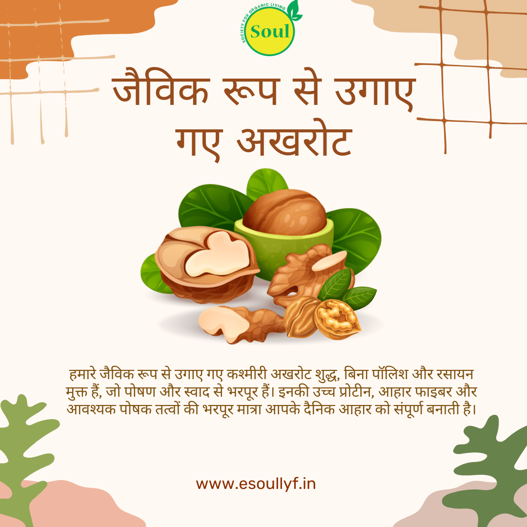 Organically Grown Walnut | Akhrot Kashmiri - SOUL SOCIETY FOR ORGANIC FARMING