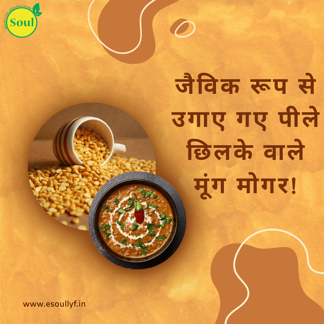 Organically Grown Yellow Dehusked Moong Mogar | Green Gram Split - SOUL SOCIETY FOR ORGANIC FARMING