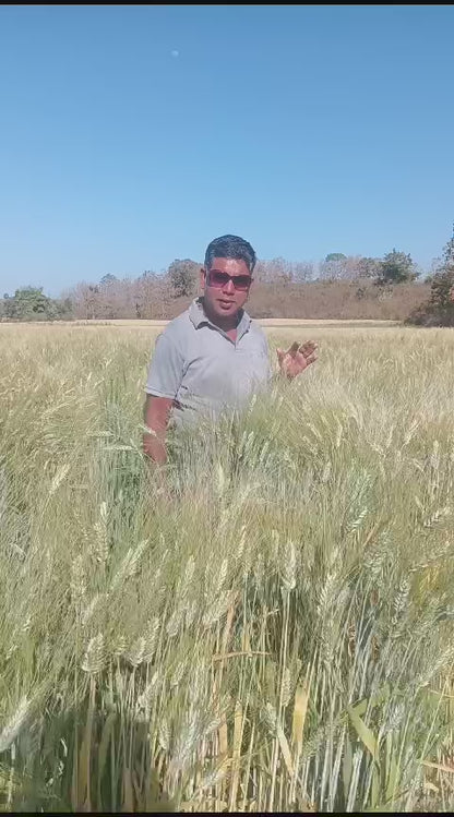 बंसी गोल्ड गेहूं | ओंकार राय द्वारा जैविक रूप से उगाया गया