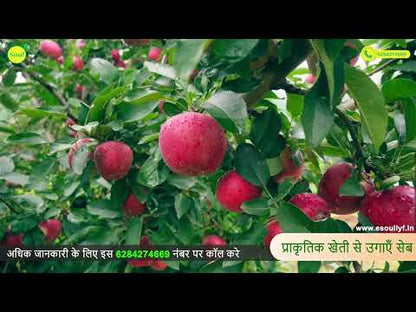 नैनो त्रिशूल (जैविक कवकनाशी) 