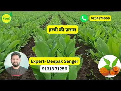 जंगल जीवाणु