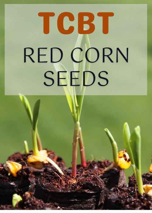 Red Corn Seed - SOUL SOCIETY FOR ORGANIC FARMING