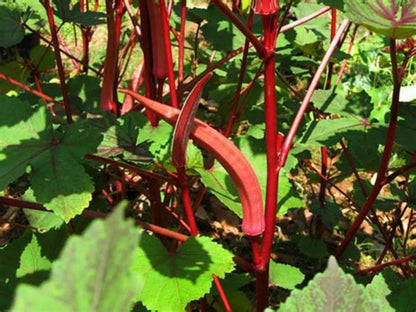 Red Lady Finger Seeds - SOUL SOCIETY FOR ORGANIC FARMING