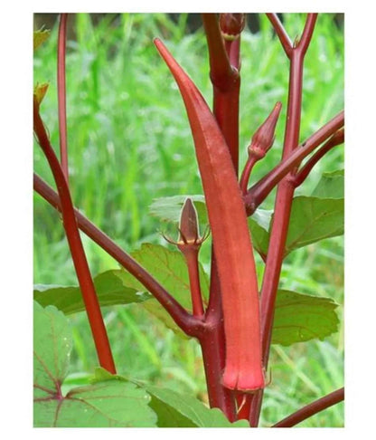 Red Lady Finger Seeds - SOUL SOCIETY FOR ORGANIC FARMING