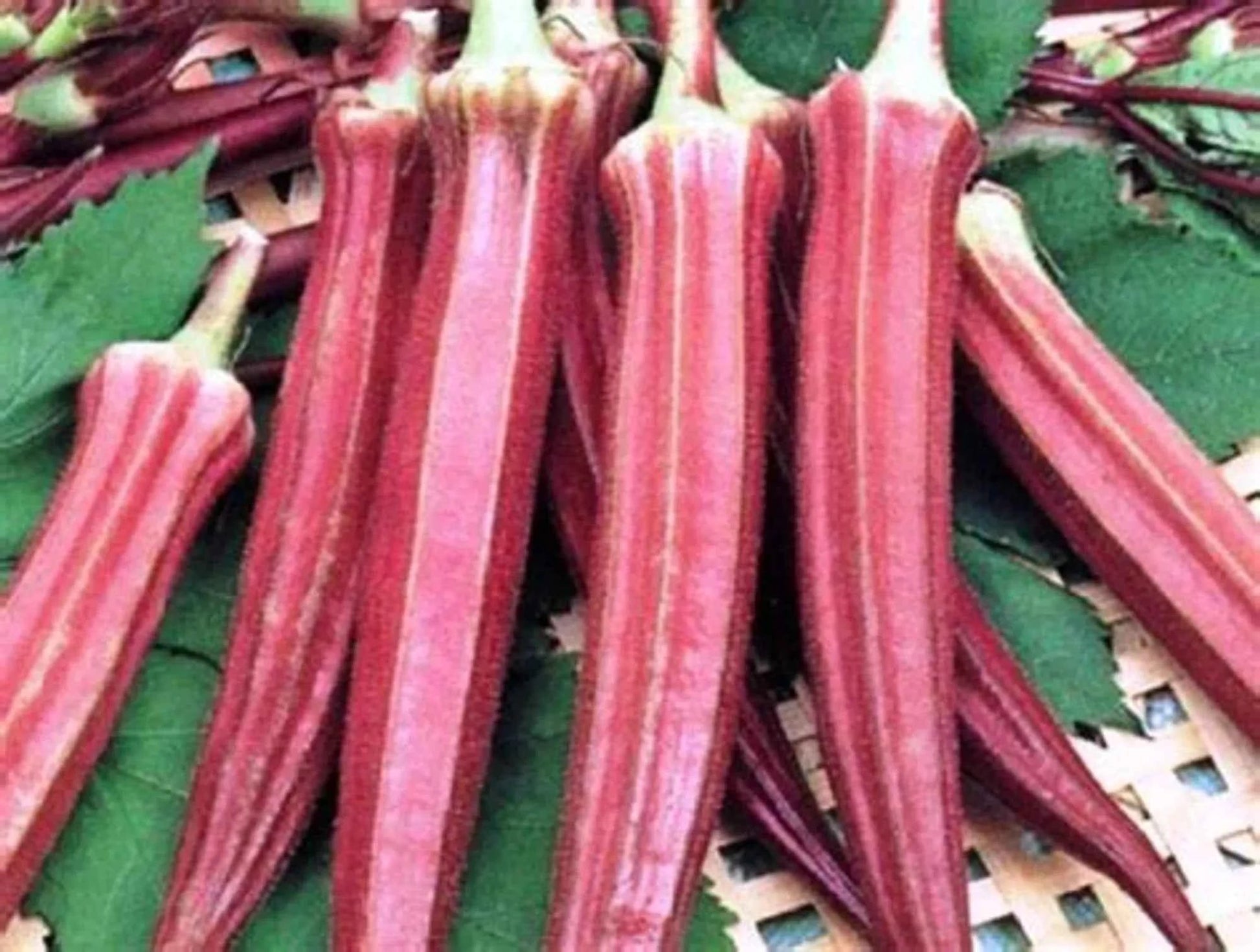 Red Lady Finger Seeds - SOUL SOCIETY FOR ORGANIC FARMING