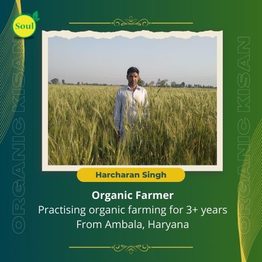 Rice Basmati Muchhal by Harcharan Singh - SOUL SOCIETY FOR ORGANIC FARMING