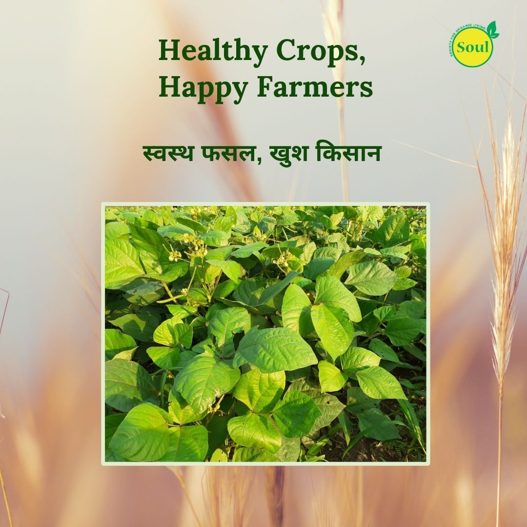 SOUL All Rounder – Double Action: Nutrition + Protection for Every Crop - SOUL SOCIETY FOR ORGANIC FARMING