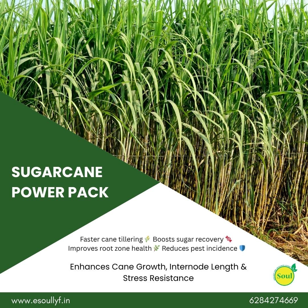 Sugarcane Power Pack - SOUL SOCIETY FOR ORGANIC FARMING