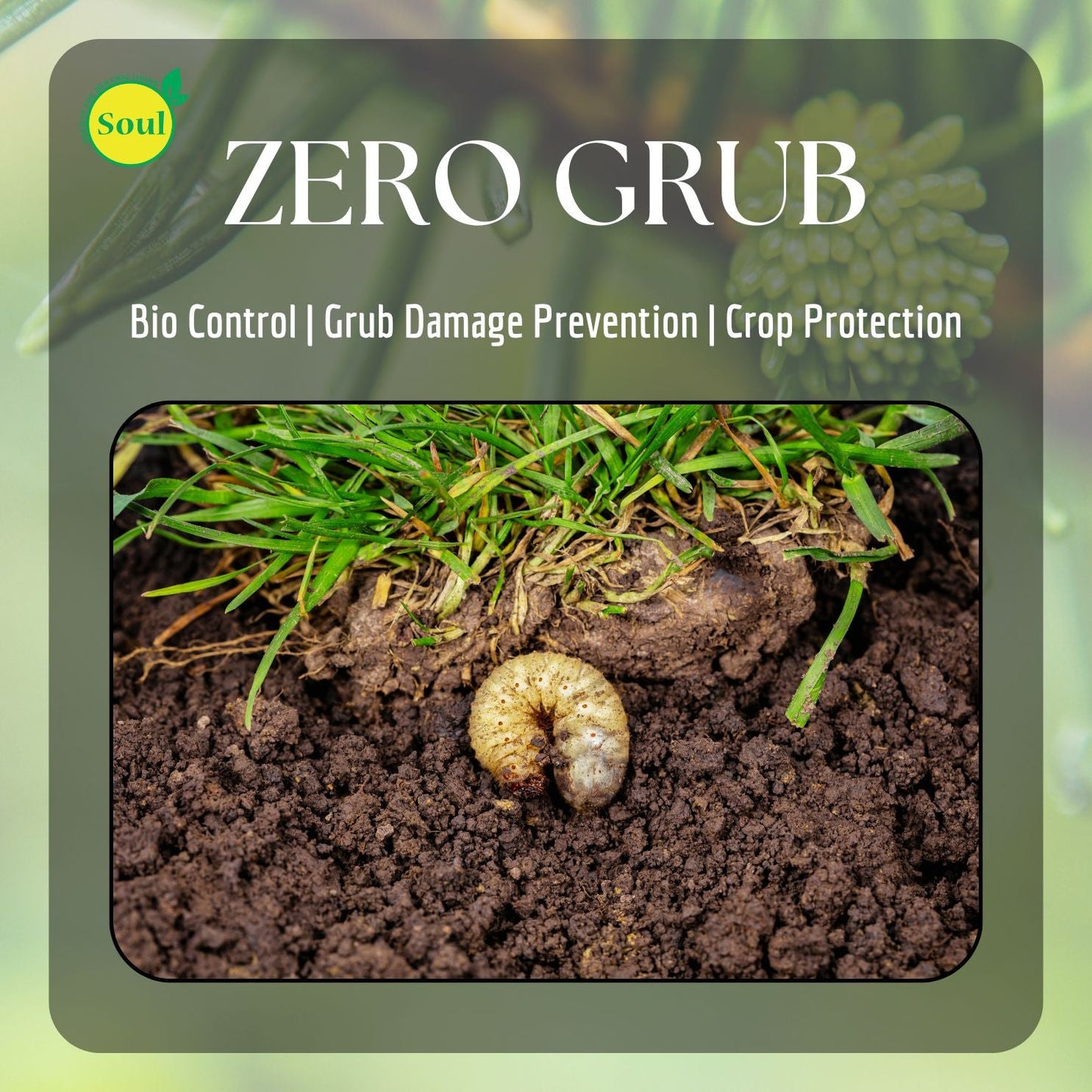 Zero Grub - SOUL SOCIETY FOR ORGANIC FARMING